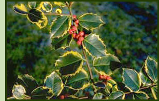 English holly with berries