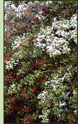 Holly tree with snow