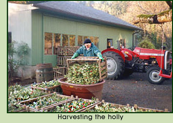 Harvesting holly